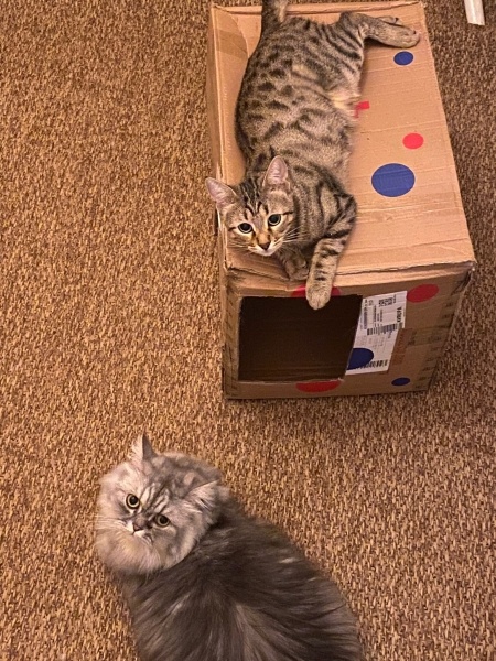 Chinchilla, Kedi  İrmik fotoğrafı