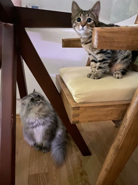 Chinchilla, Kedi  İrmik fotoğrafı