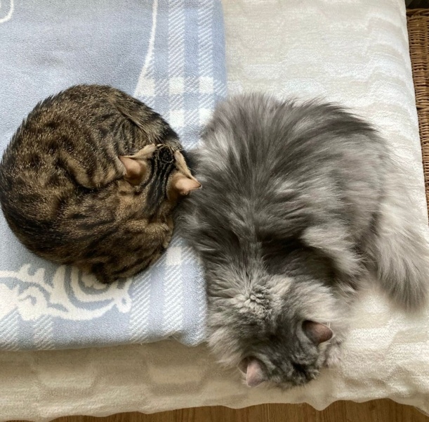 Chinchilla, Kedi  İrmik fotoğrafı