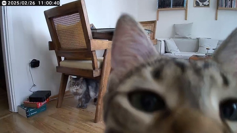 Chinchilla, Kedi  İrmik fotoğrafı
