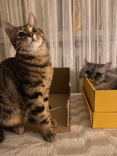 Chinchilla, Kedi  İrmik fotoğrafı