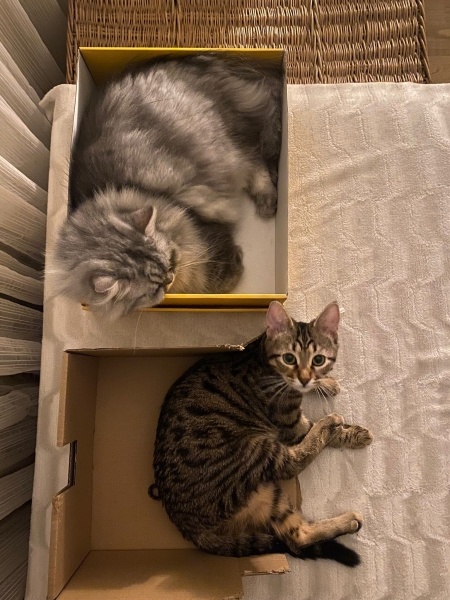 Chinchilla, Kedi  İrmik fotoğrafı