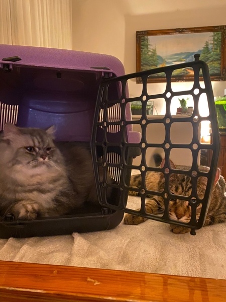 Chinchilla, Kedi  İrmik fotoğrafı