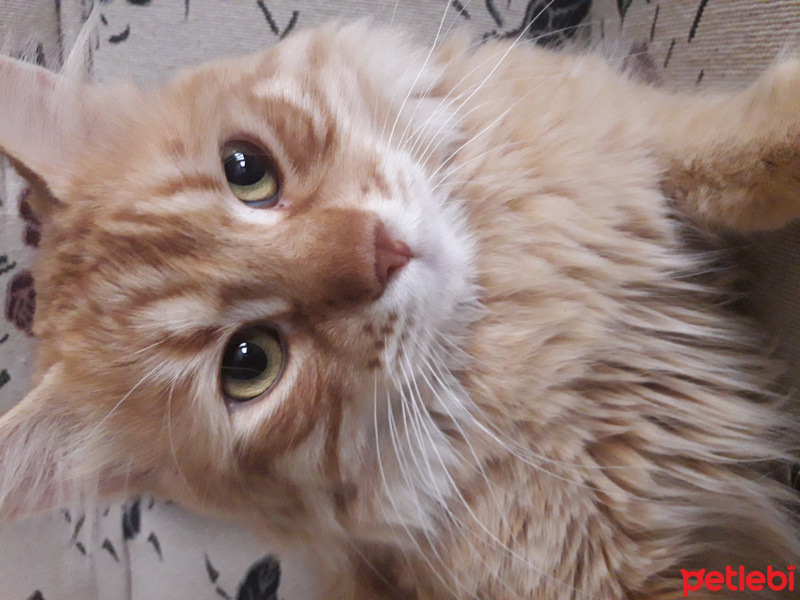 Sarman, Kedi  Tarçın fotoğrafı