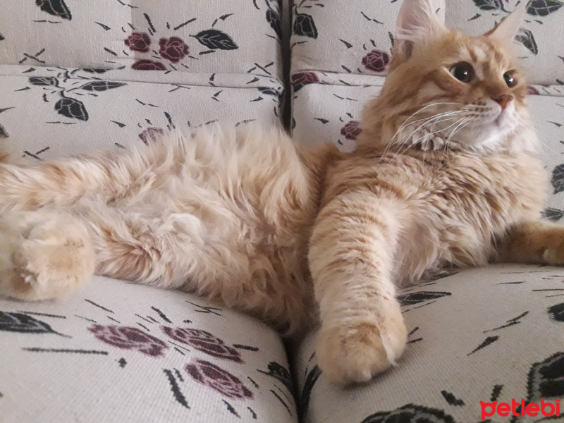 Sarman, Kedi  Tarçın fotoğrafı