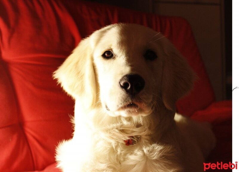 Golden Retriever, Köpek  venüs fotoğrafı