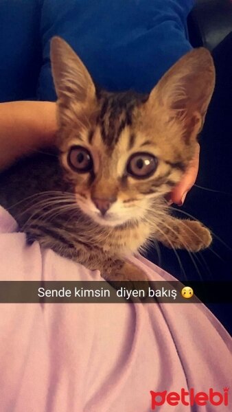 Tekir Kedi, Kedi  Serra fotoğrafı