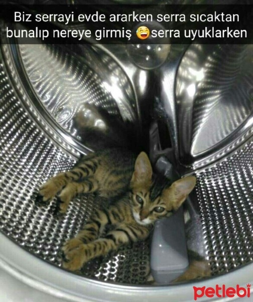 Tekir Kedi, Kedi  Serra fotoğrafı
