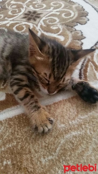 Tekir Kedi, Kedi  Serra fotoğrafı