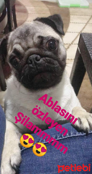 Pug, Köpek  Şila fotoğrafı