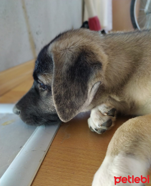 Kangal, Köpek  Zarîn fotoğrafı