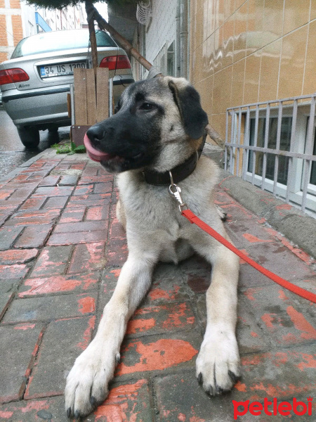 Kangal, Köpek  Zarîn fotoğrafı
