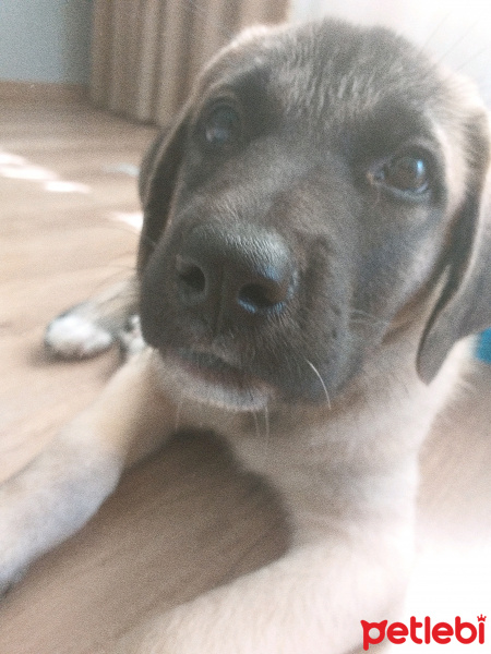 Kangal, Köpek  Zarîn fotoğrafı
