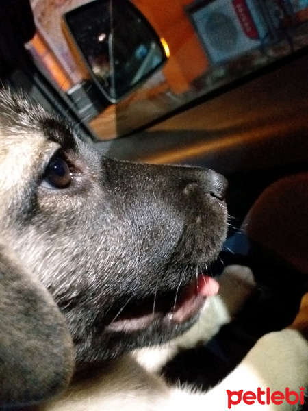 Kangal, Köpek  Zarîn fotoğrafı