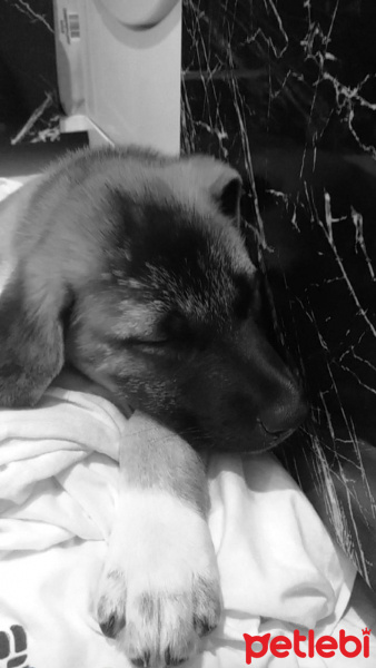Kangal, Köpek  Zarîn fotoğrafı