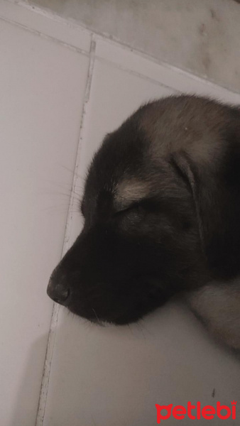 Kangal, Köpek  Zarîn fotoğrafı