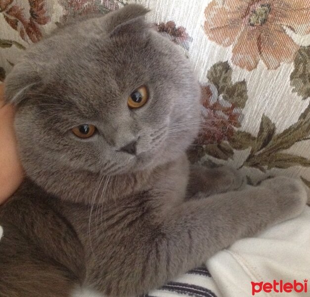 Scottish Fold, Kedi  Duman fotoğrafı