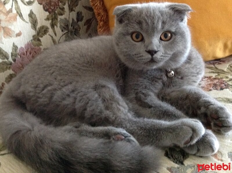 Scottish Fold, Kedi  Duman fotoğrafı