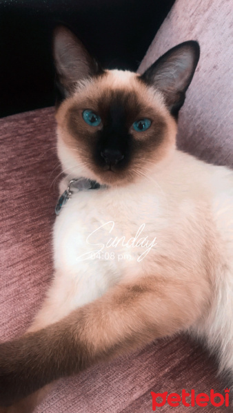 Siyam Kedisi, Kedi  Karamel fotoğrafı