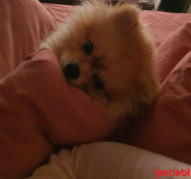 Pomeranyalı, Köpek  Pablo fotoğrafı