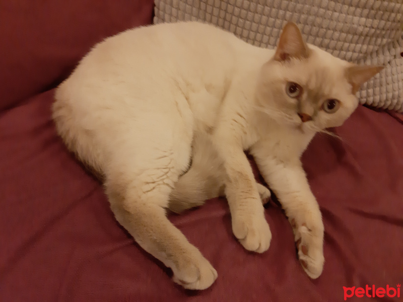 British Shorthair, Kedi  Sushi fotoğrafı