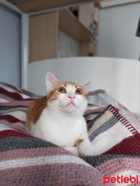Sarman, Kedi  Minnoş fotoğrafı