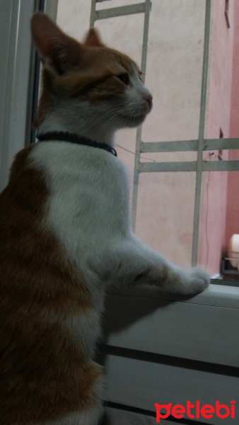 Sarman, Kedi  Minnoş fotoğrafı