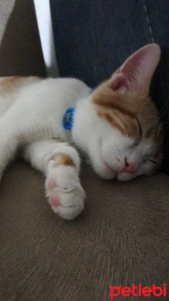 Sarman, Kedi  Minnoş fotoğrafı