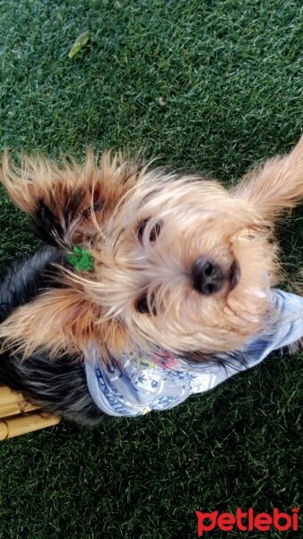 Yorkshire Terrier, Köpek  Mia fotoğrafı