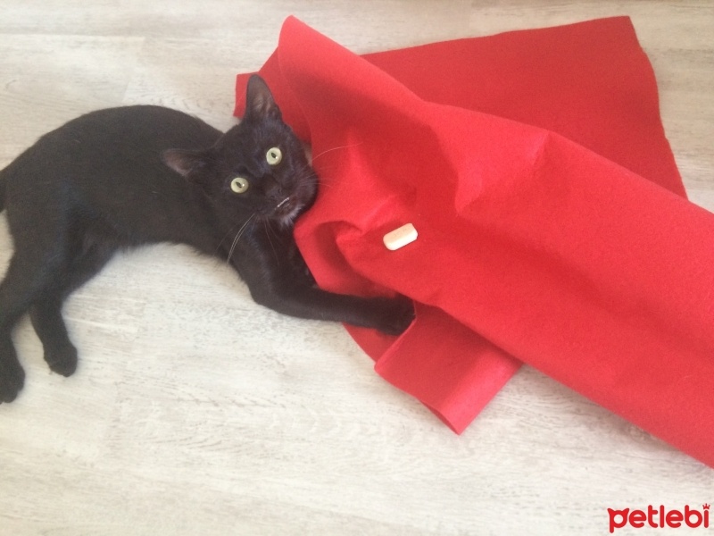 Bombay, Kedi  Wolverine fotoğrafı