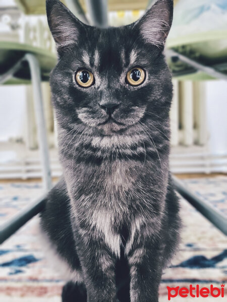 British Shorthair, Kedi  Minik fotoğrafı