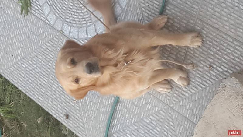 Golden Retriever, Köpek  alex fotoğrafı