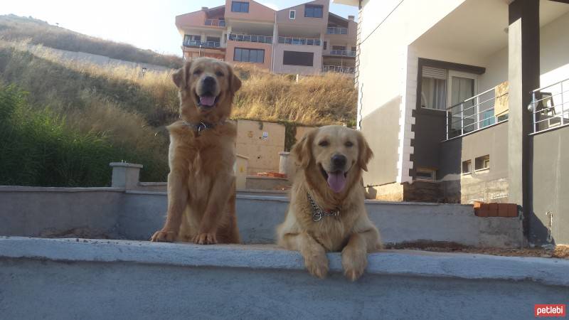 Golden Retriever, Köpek  alex fotoğrafı