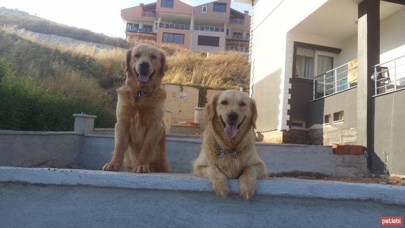 Golden Retriever, Köpek  alex fotoğrafı