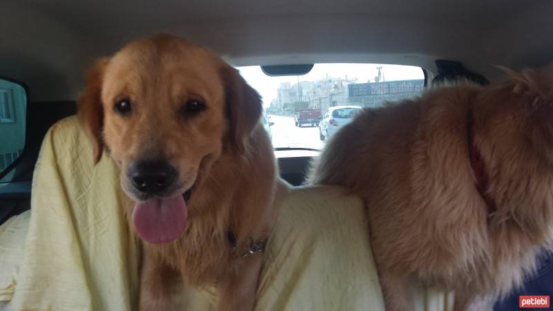 Golden Retriever, Köpek  alex fotoğrafı