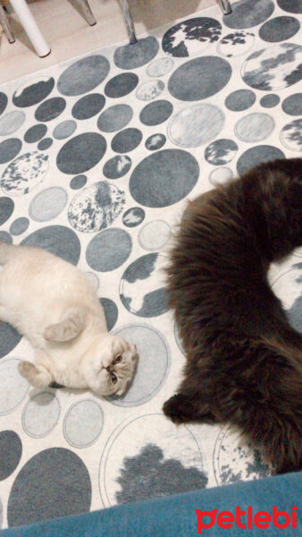 Scottish Fold, Kedi  Mavi fotoğrafı