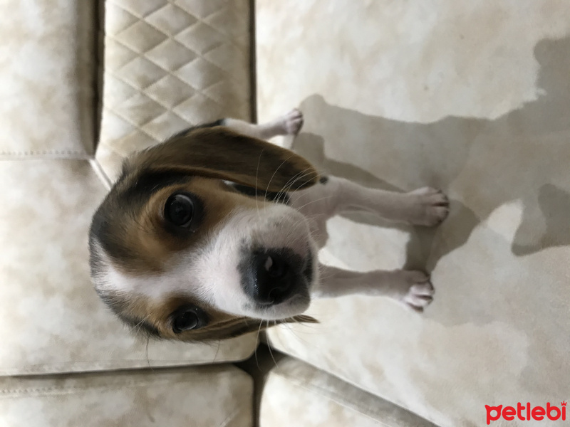 Beagle, Köpek  Yavru beagle fotoğrafı
