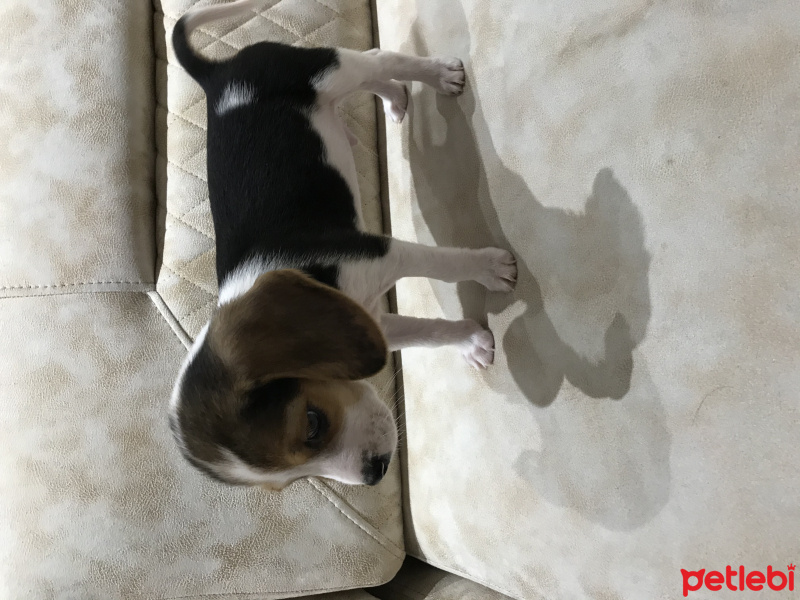 Beagle, Köpek  Yavru beagle fotoğrafı