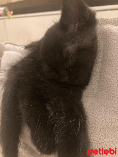 British Shorthair, Kedi  William fotoğrafı