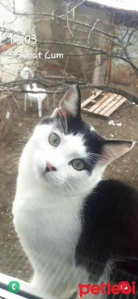 Tekir Kedi, Kedi  Bulut fotoğrafı