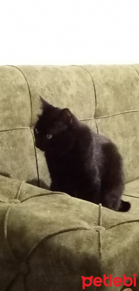 Bombay, Kedi  Gölge fotoğrafı