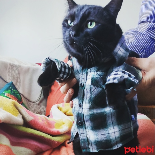 Bombay, Kedi  Gölge fotoğrafı