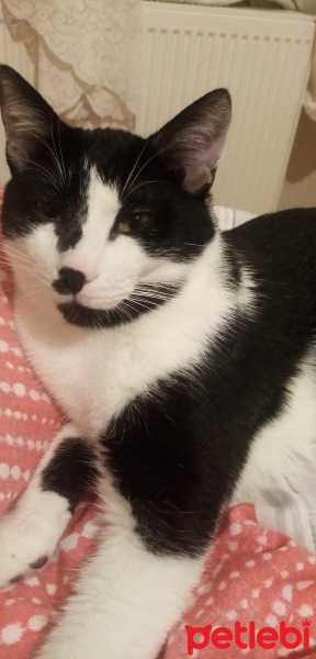 Tuxedo (Smokin) Kedi, Kedi  Melvin fotoğrafı