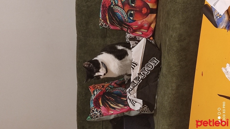 Tuxedo (Smokin) Kedi, Kedi  Melvin fotoğrafı