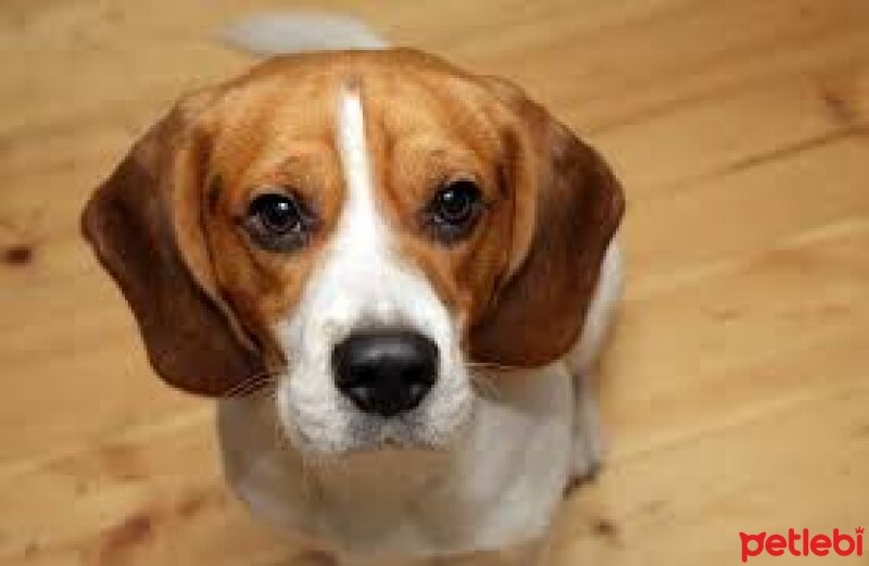 Beagle, Köpek  Bıcır fotoğrafı