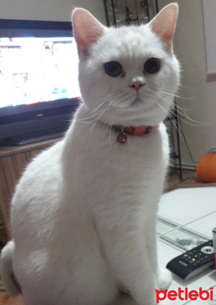 British Shorthair, Kedi  Ares fotoğrafı