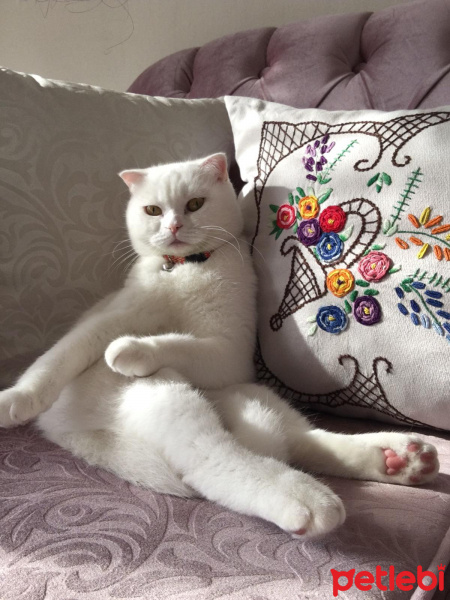 Scottish Fold, Kedi  Mira fotoğrafı
