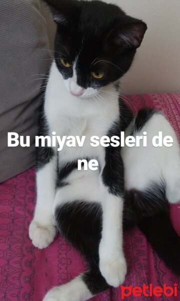 Tuxedo (Smokin) Kedi, Kedi  leyl  fotoğrafı