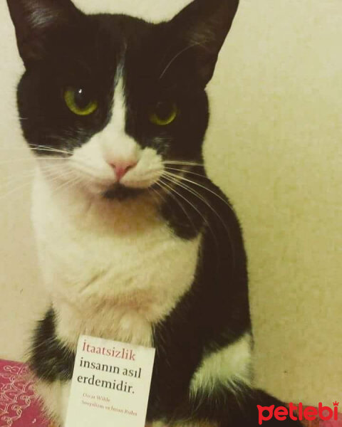 Tuxedo (Smokin) Kedi, Kedi  leyl  fotoğrafı