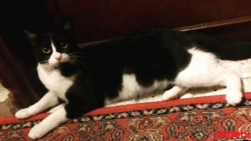 Tuxedo (Smokin) Kedi, Kedi  leyl  fotoğrafı